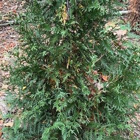 Photo of the plant species Green Giant Arborvitae by @SelectOregonash named Drake on Greg, the plant care app