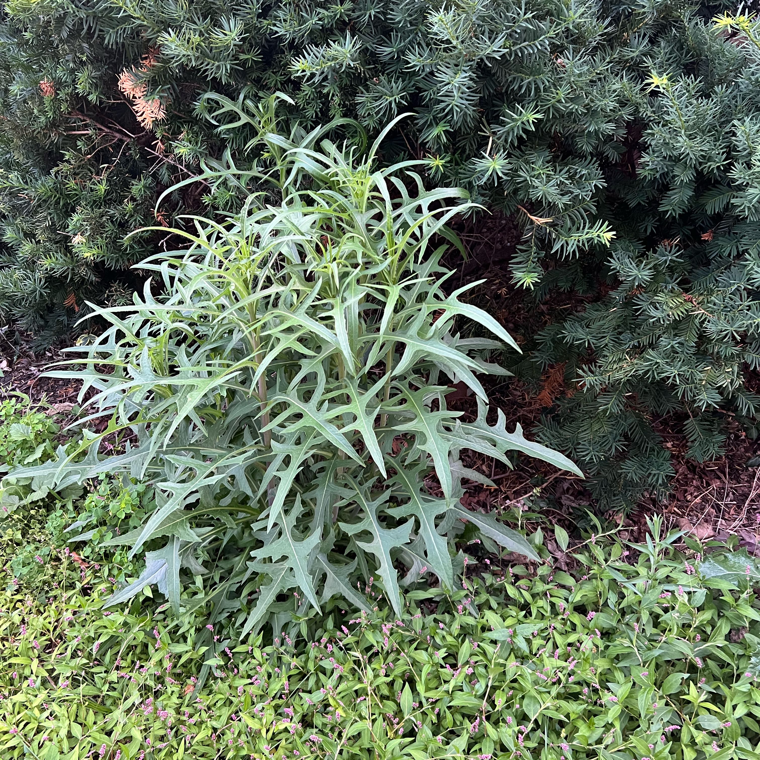 Photo of the plant species Oil Lettuce by @SirMendoza24 named Homer on Greg, the plant care app