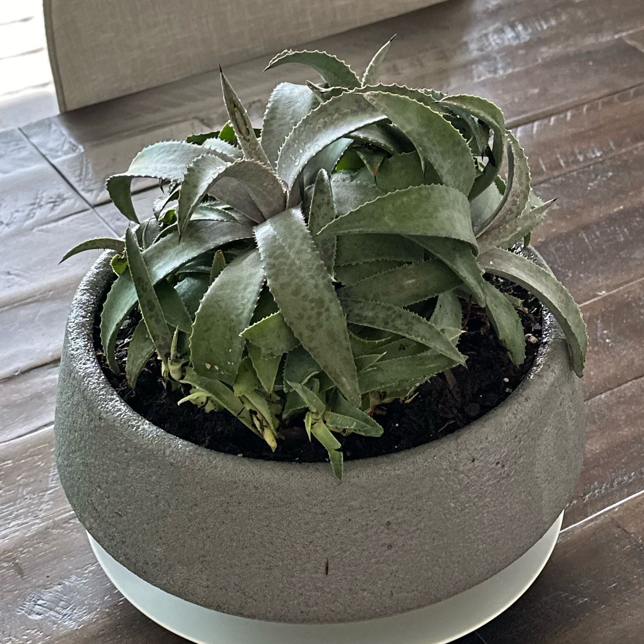 Photo of the plant species Mangave 'Barney' by @StarHawthorn49 named Apollo on Greg, the plant care app