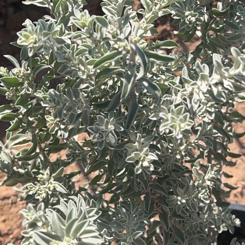 Photo of the plant species Blue Bell Emu by @BoldCauliflower named Diana on Greg, the plant care app