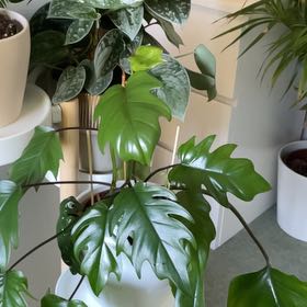 Photo of the plant species Philodendron mayoi by @iNeedMorePlants named Madonna on Greg, the plant care app