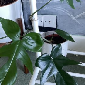 Photo of the plant species Florida green by @iNeedMorePlants named Rosa on Greg, the plant care app