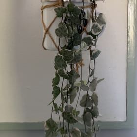 Photo of the plant species Variegated String of Hearts by @iNeedMorePlants named Beckham on Greg, the plant care app