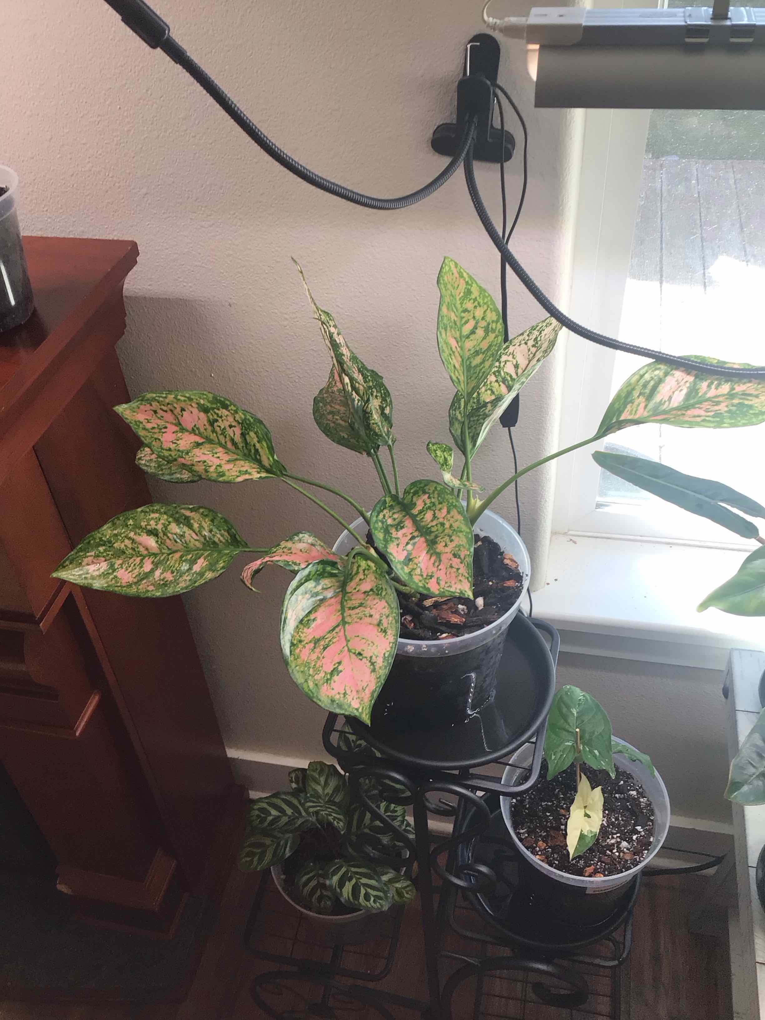 Photo of the plant species Pink Princess Aglaonema by @Mnorellana named Doja Cat on Greg, the plant care app