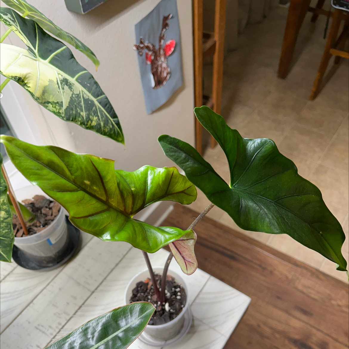 Photo of the plant species Purple Cloak Alocasia by @Mnorellana named Sproutacus on Greg, the plant care app