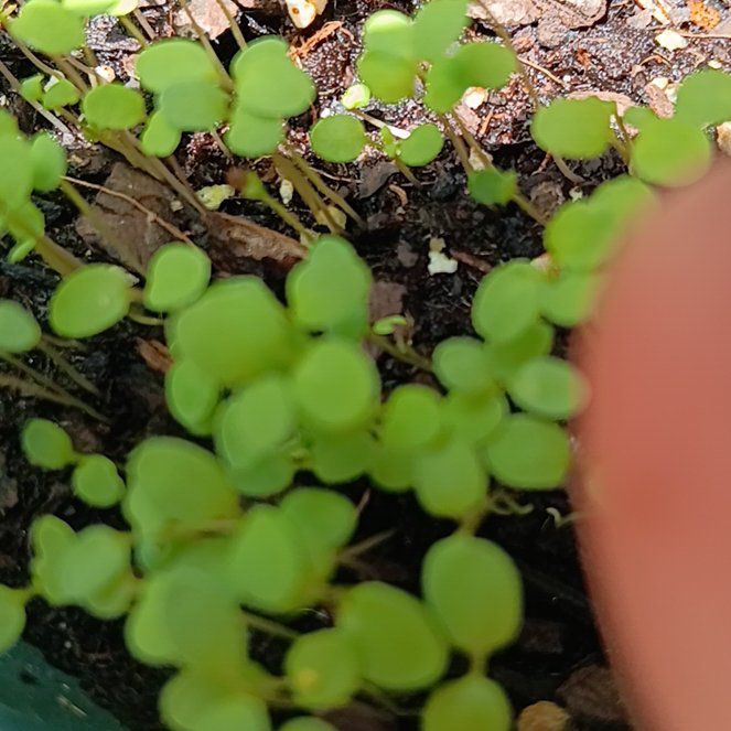 Photo of the plant species Valley Mist Fern by @GemPinkiceplant named Denali on Greg, the plant care app