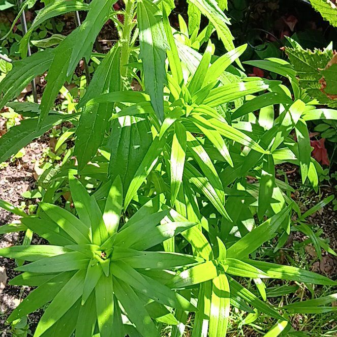 Photo of the plant species Lilium Pardalinum by @GemPinkiceplant named Sol on Greg, the plant care app