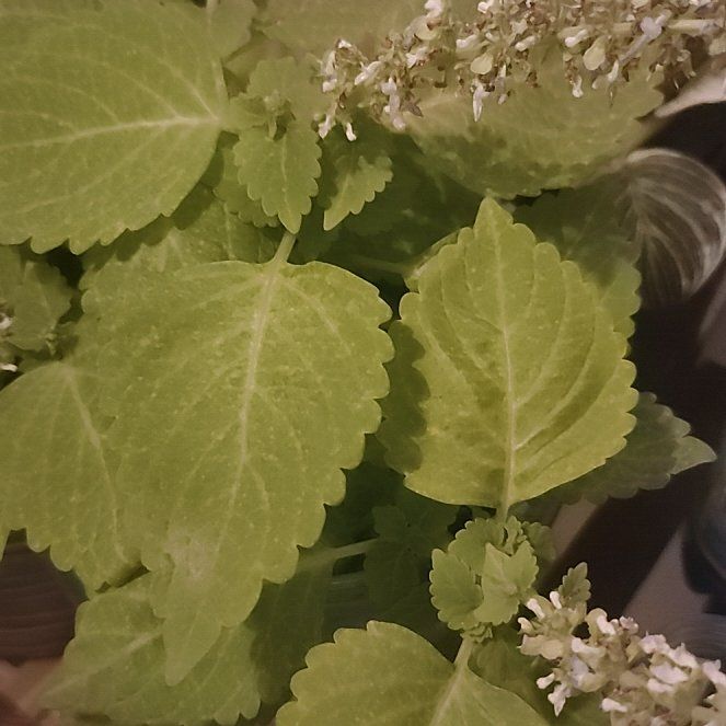 Photo of the plant species Coleus 'Lime Time' by @SassyWoodvetch named Sage on Greg, the plant care app