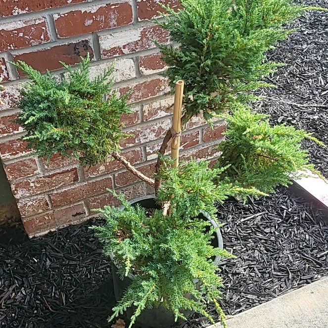 Photo of the plant species Daub's Frosted Juniper by @NiceCauliflower named Leonardo on Greg, the plant care app