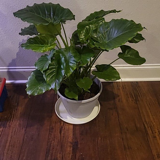 Photo of the plant species Alocasia California by @DearSnowywaxcap named Alocasia ?Type on Greg, the plant care app