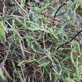 Photo of the plant species Marsh Jaumea by Haley named Khaleesi on Greg, the plant care app