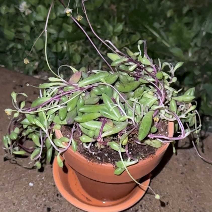 Photo of the plant species Puprle Flush by @AngelColocynth named Madonna on Greg, the plant care app