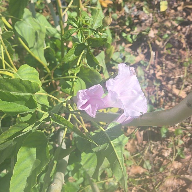 Photo of the plant species Bush Morning Glory by @ChiefWavecactus named Planty on Greg, the plant care app