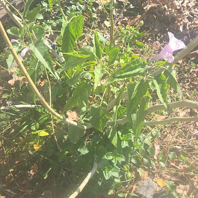Photo of the plant species Bush Morning Glory by @ChiefWavecactus named Kardashian on Greg, the plant care app