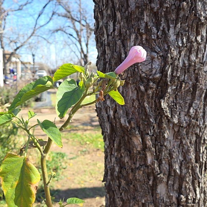 Photo of the plant species Bush Morning Glory by @ChiefWavecactus named Plato on Greg, the plant care app