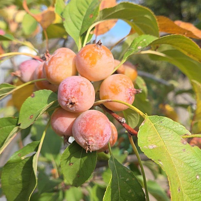 Photo of the plant species Crab Apple by @ChiefWavecactus named Sahara on Greg, the plant care app