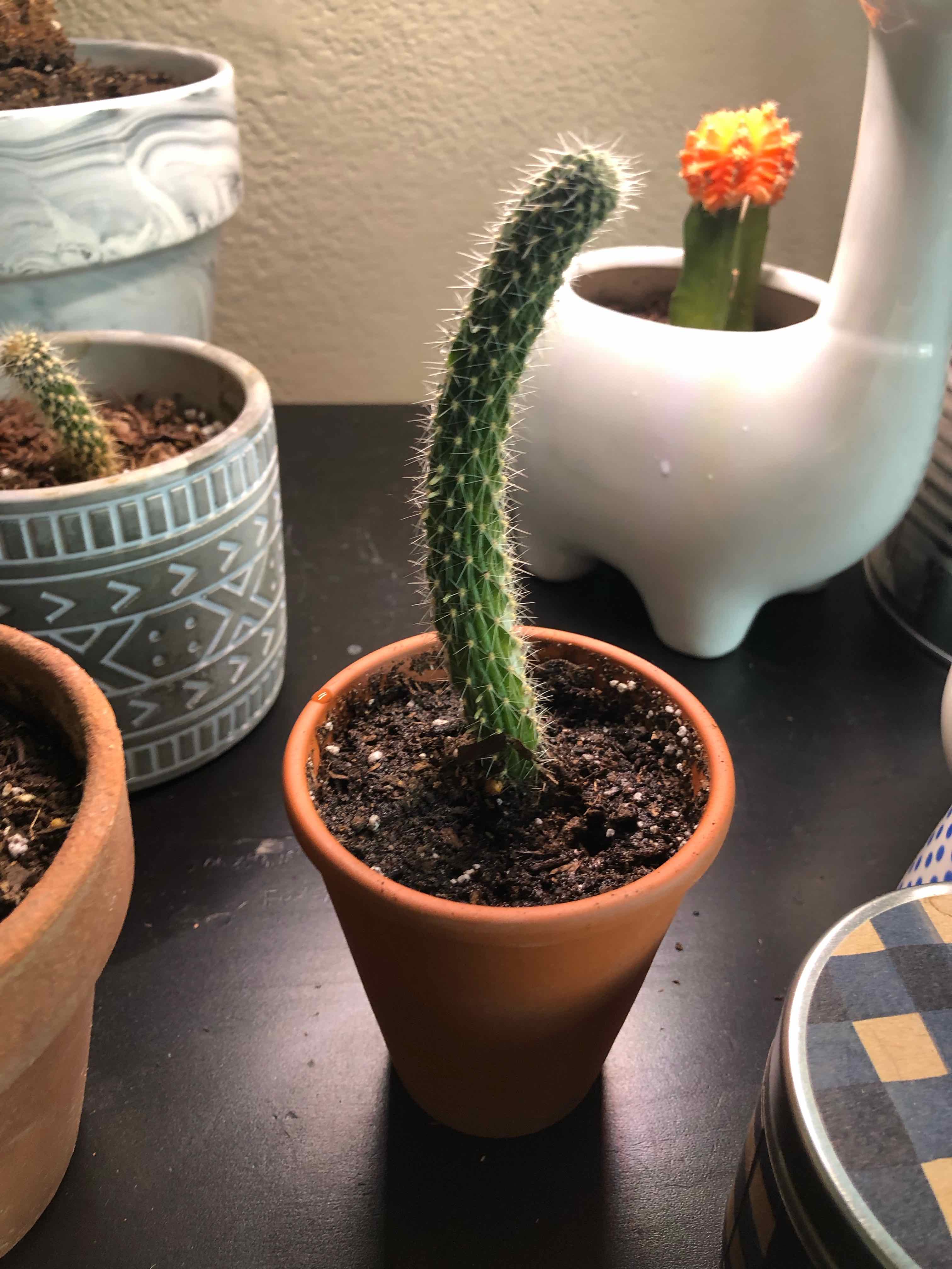 Potted Golden Snakecactus with a curved stem, visible soil, and other plants in the background.