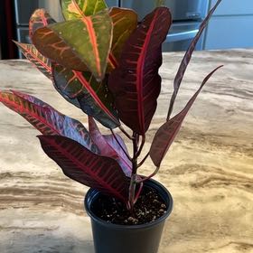 Photo of the plant species Croton Nervia by @HandyTozzia57 named Green Crichton on Greg, the plant care app