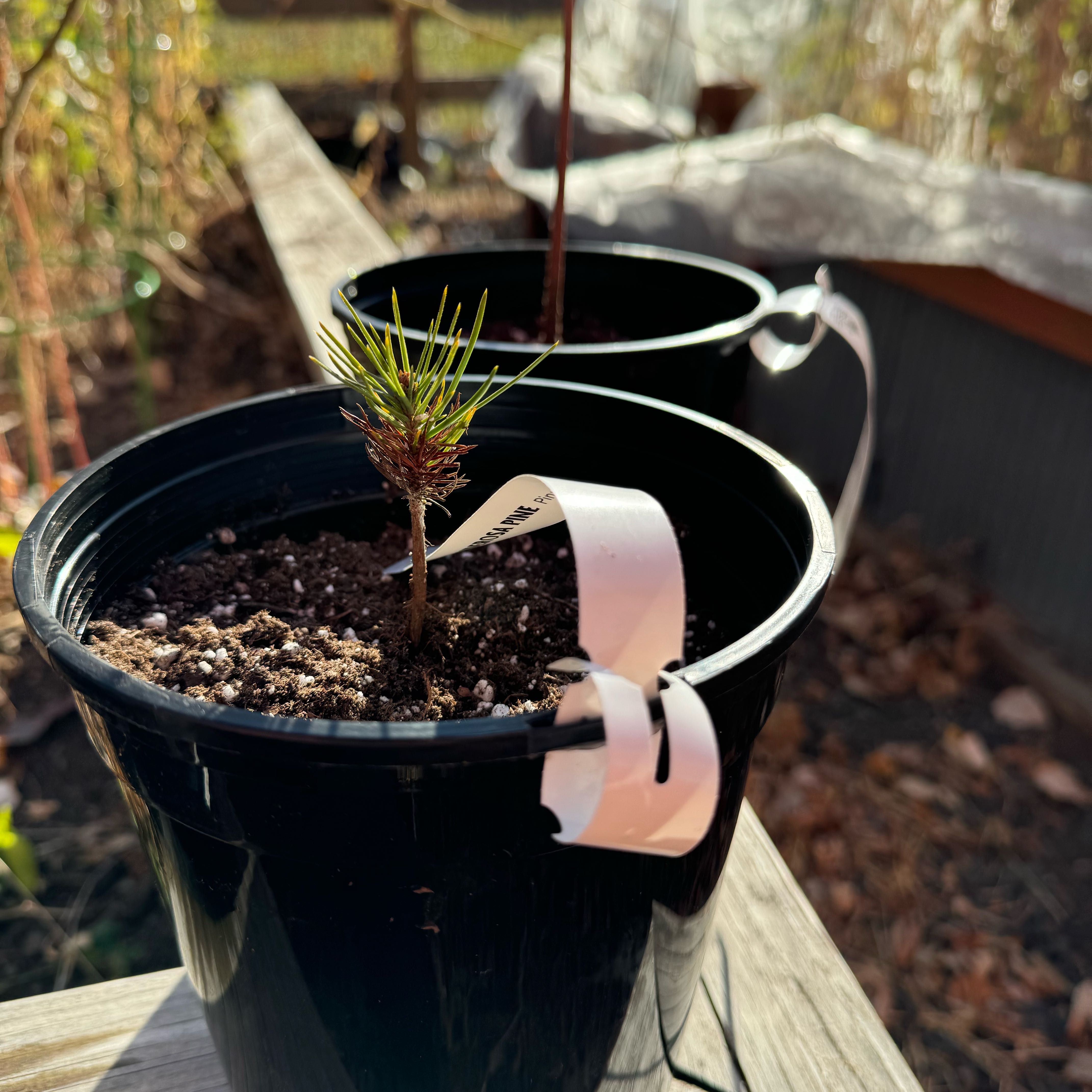 Photo of the plant species Ponderosa Pine by @PeteMoss named Harper on Greg, the plant care app
