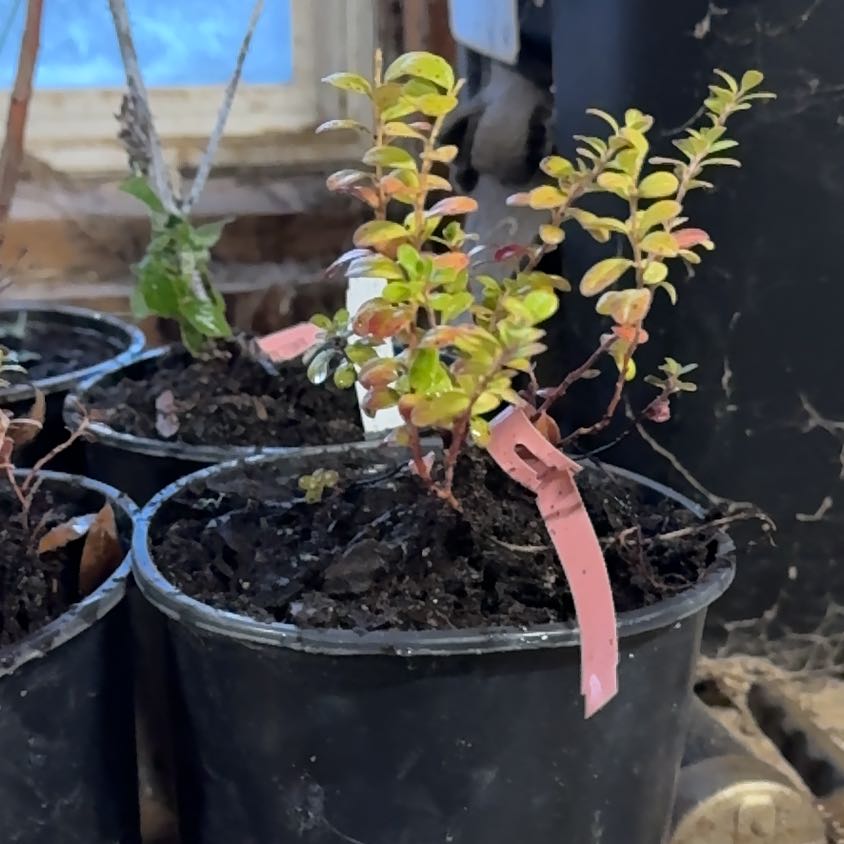 Photo of the plant species Variegated Lingonberry by @PeteMoss named Planty on Greg, the plant care app