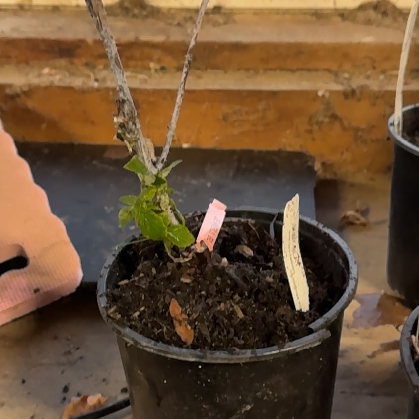 Photo of the plant species Jewel Black Raspberry by @PeteMoss named Terra on Greg, the plant care app