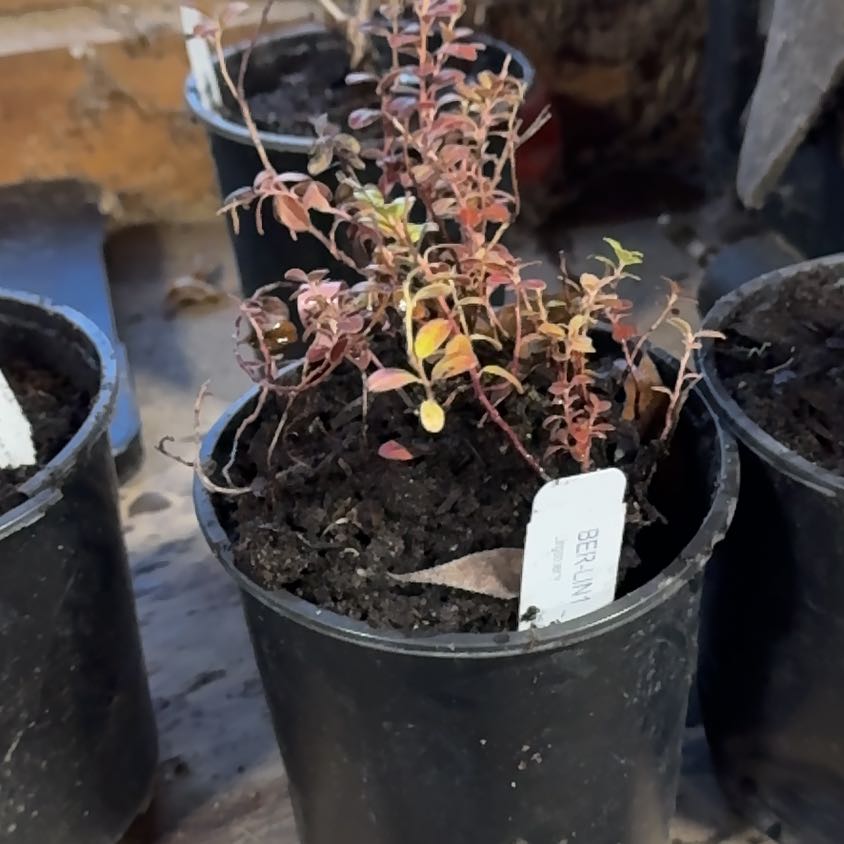 Photo of the plant species Variegated Lingonberry by @PeteMoss named Figyonce on Greg, the plant care app
