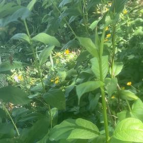 Photo of the plant species Mississippi Loosestrife by @StreetwiseBeans named Taylor Swift on Greg, the plant care app