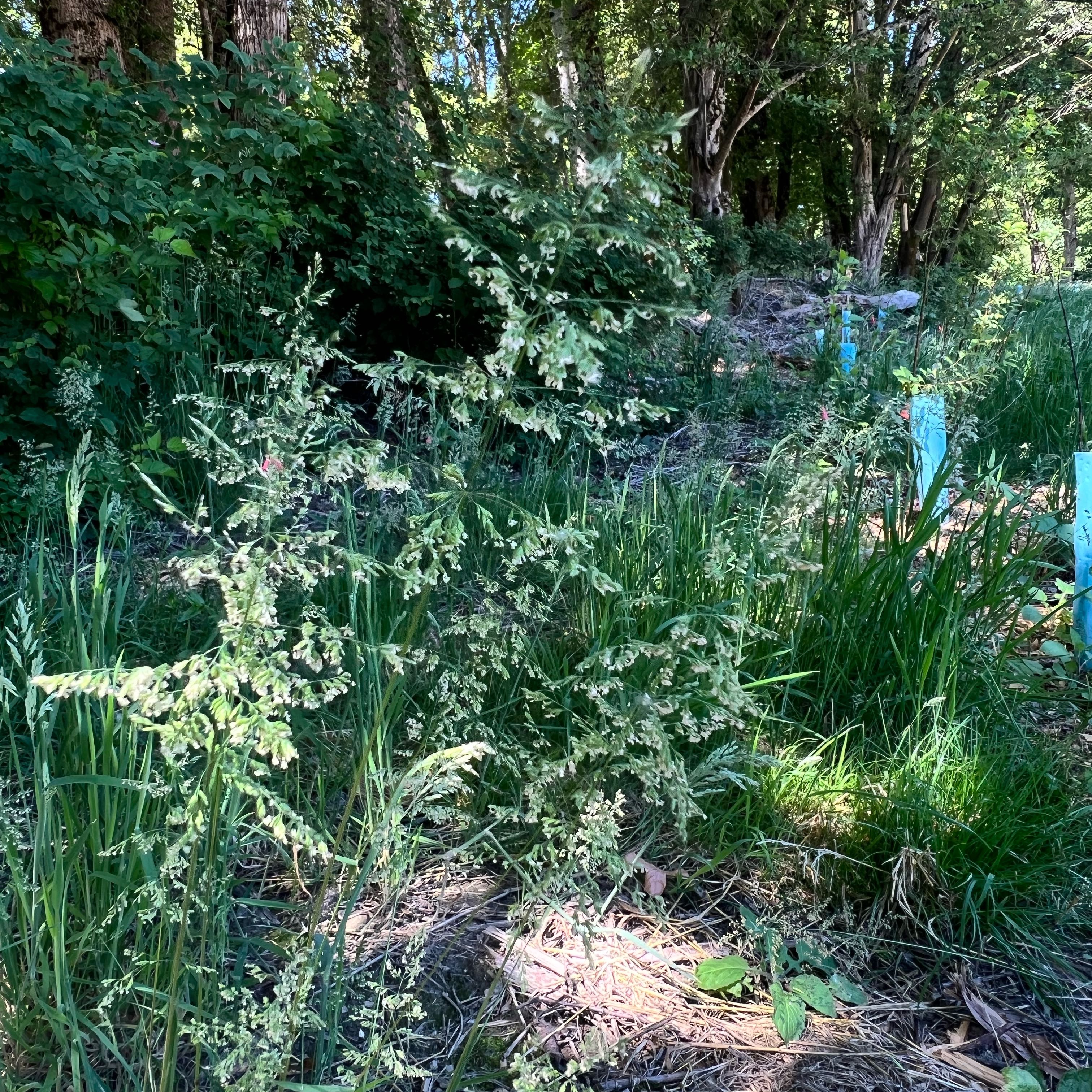 Photo of the plant species Common Velvetgrass by @StreetwiseBeans named Pax on Greg, the plant care app
