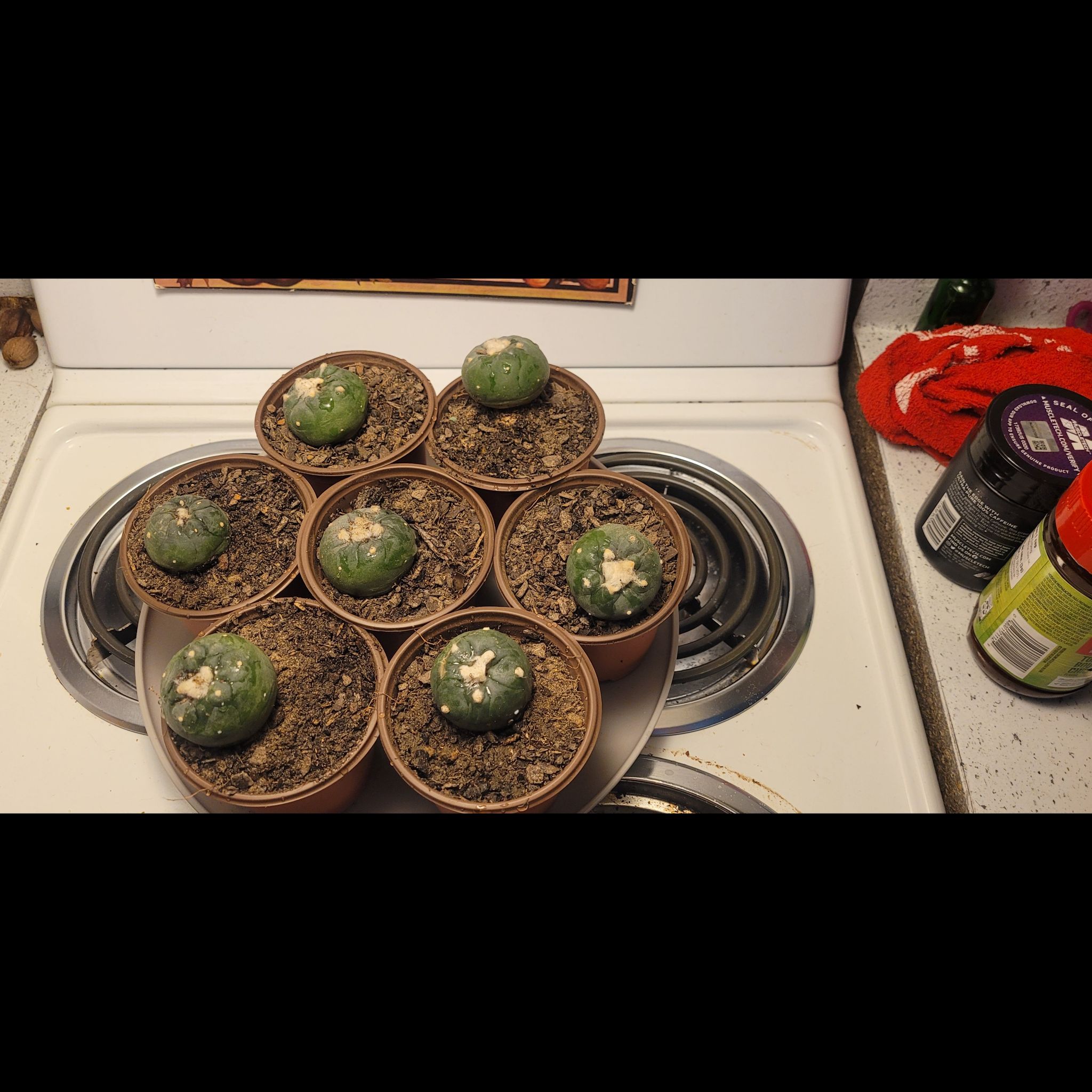 Photo of the plant species False Peyote Cactus by @ClassyKapoktree named 8 babies on Greg, the plant care app