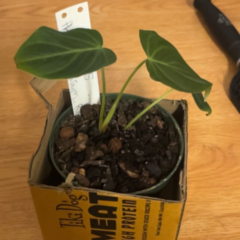 Photo of the plant species Philodendron fibrosum by @StaunchGinseng named yonis on Greg, the plant care app