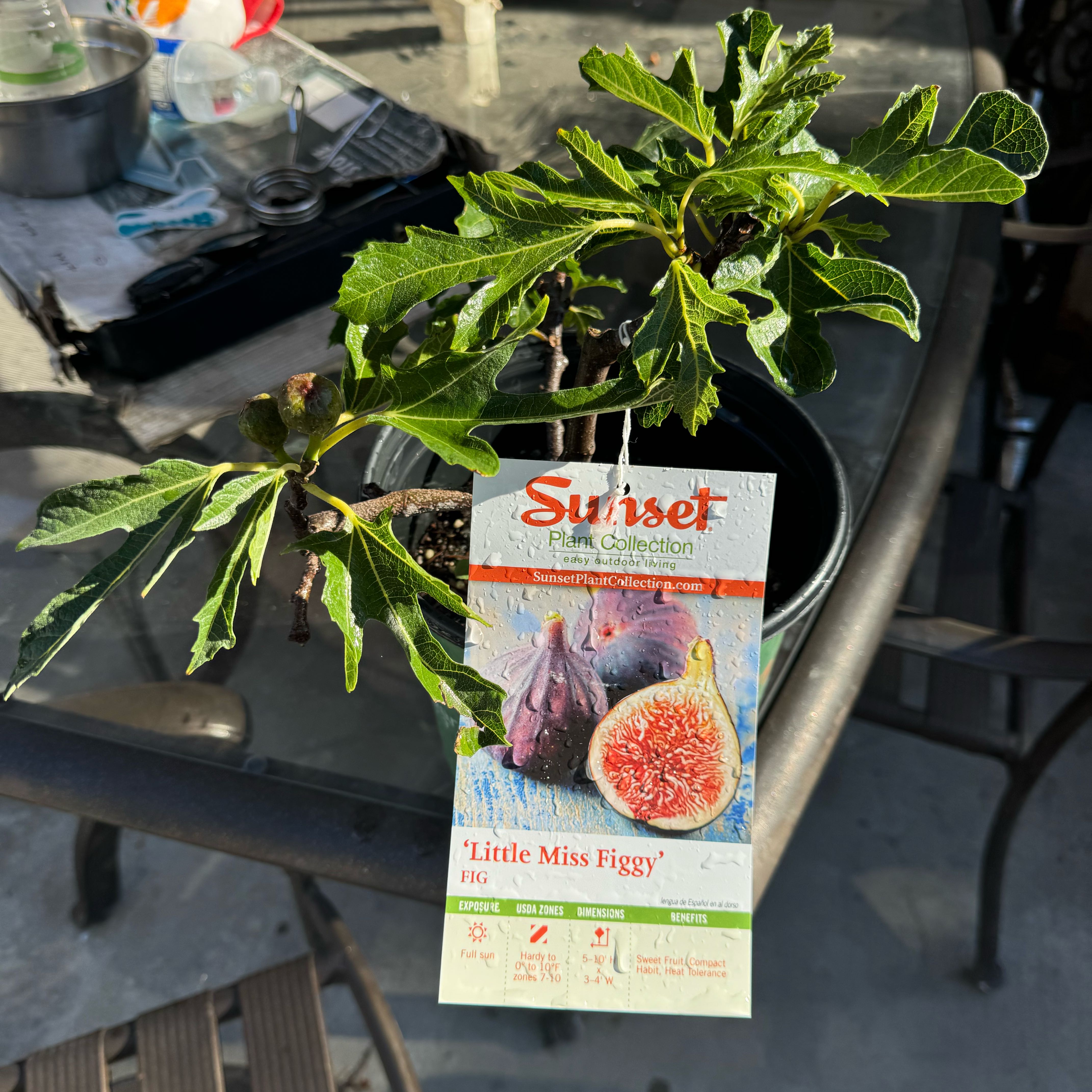 Photo of the plant species Little Miss Figgy by @OptimalNoblefir named Sproutacus on Greg, the plant care app