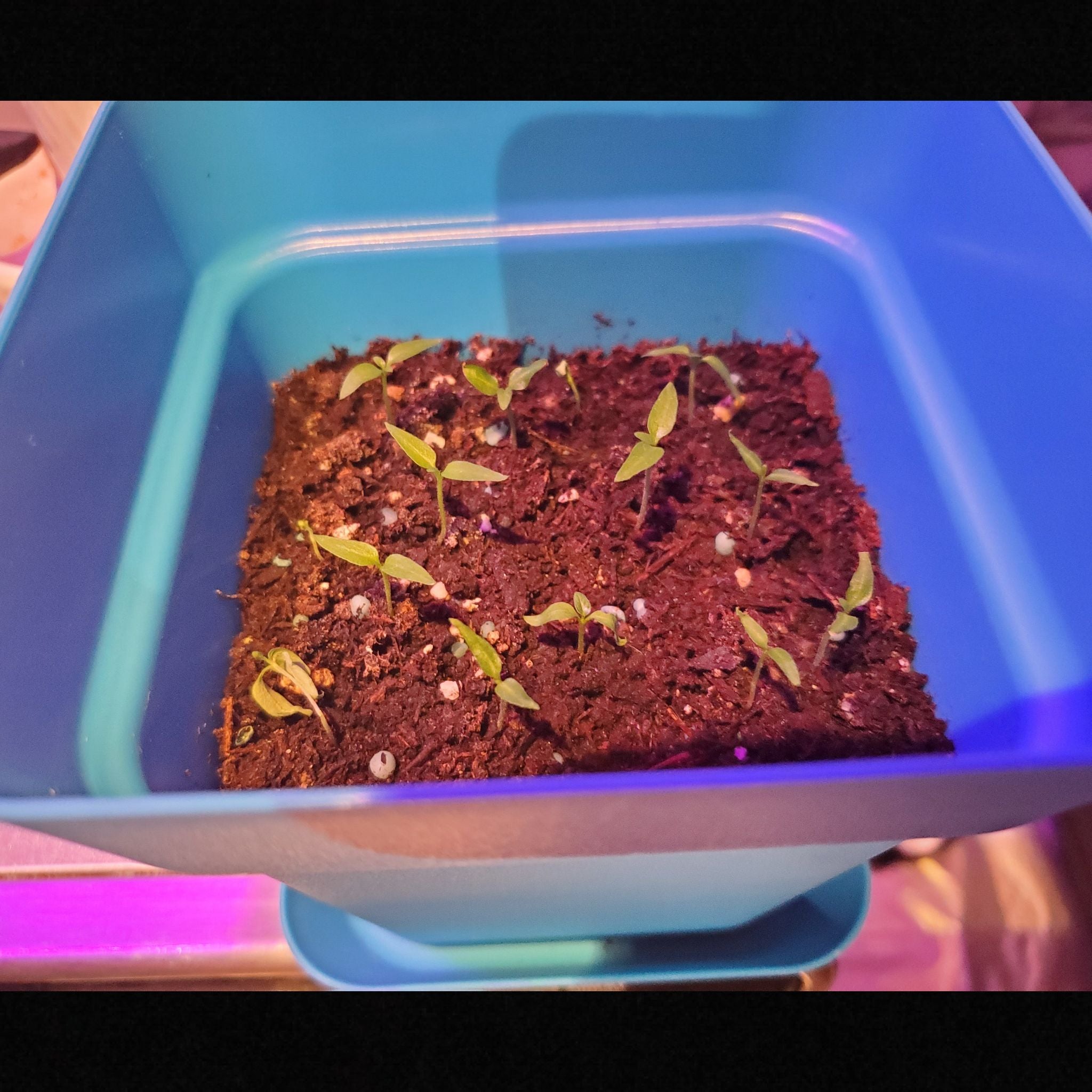 Plant care for Banana Pepper on Greg, the plant care app