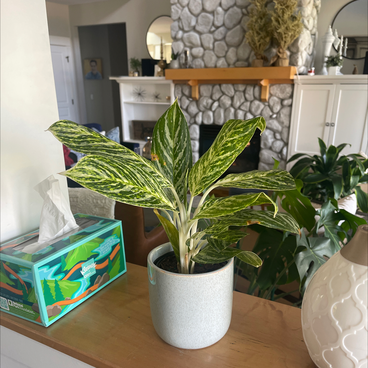 Photo of the plant species Chinese Evergreen 'White Stem' by @ApprovingCacto named Bella on Greg, the plant care app