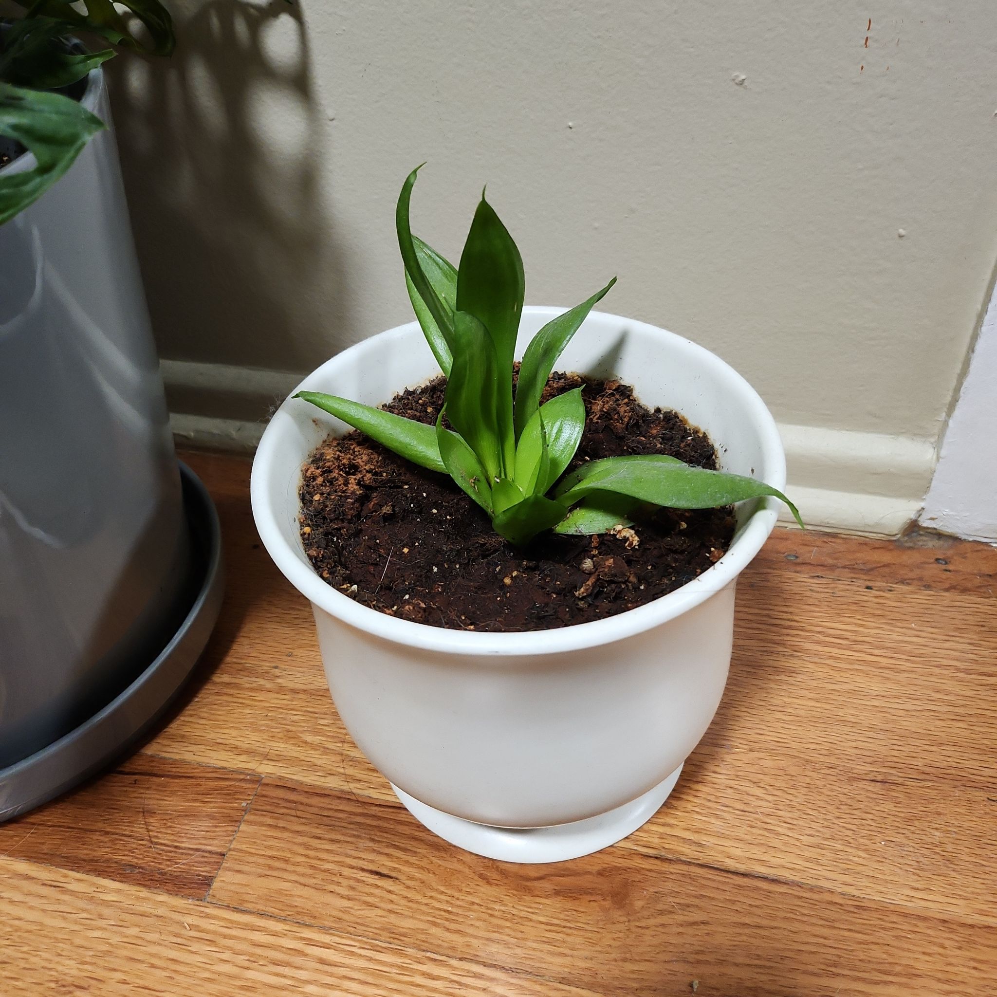 Photo of the plant species dwarf snake plant ocean star by @StarFuscia35 named Figyonce on Greg, the plant care app