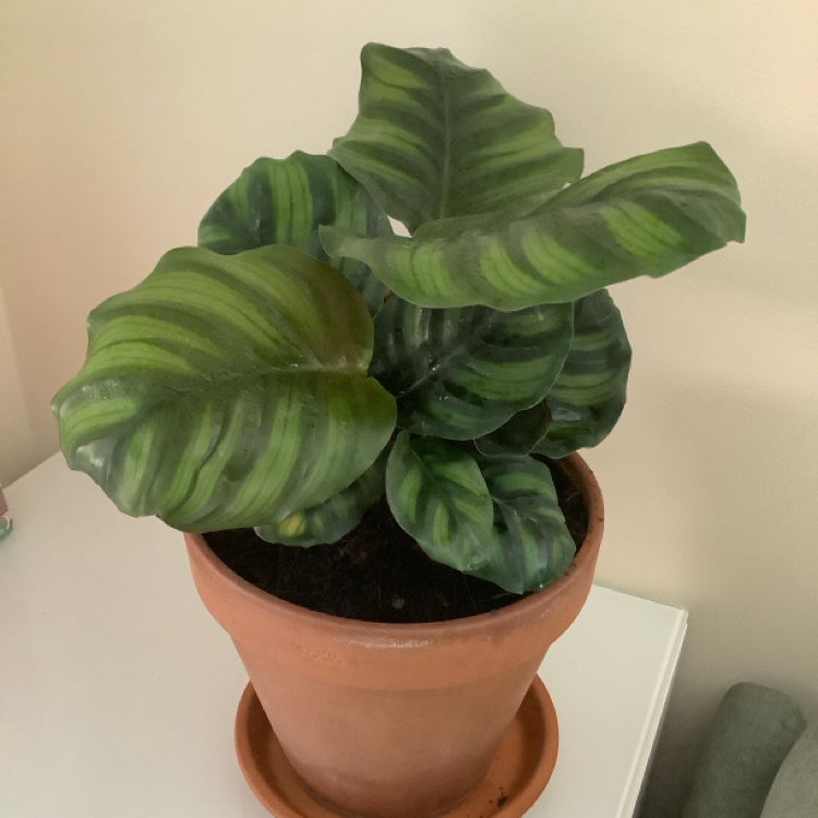 Photo of the plant species calathea exotica by @SocialStinkwort named Scarlett on Greg, the plant care app