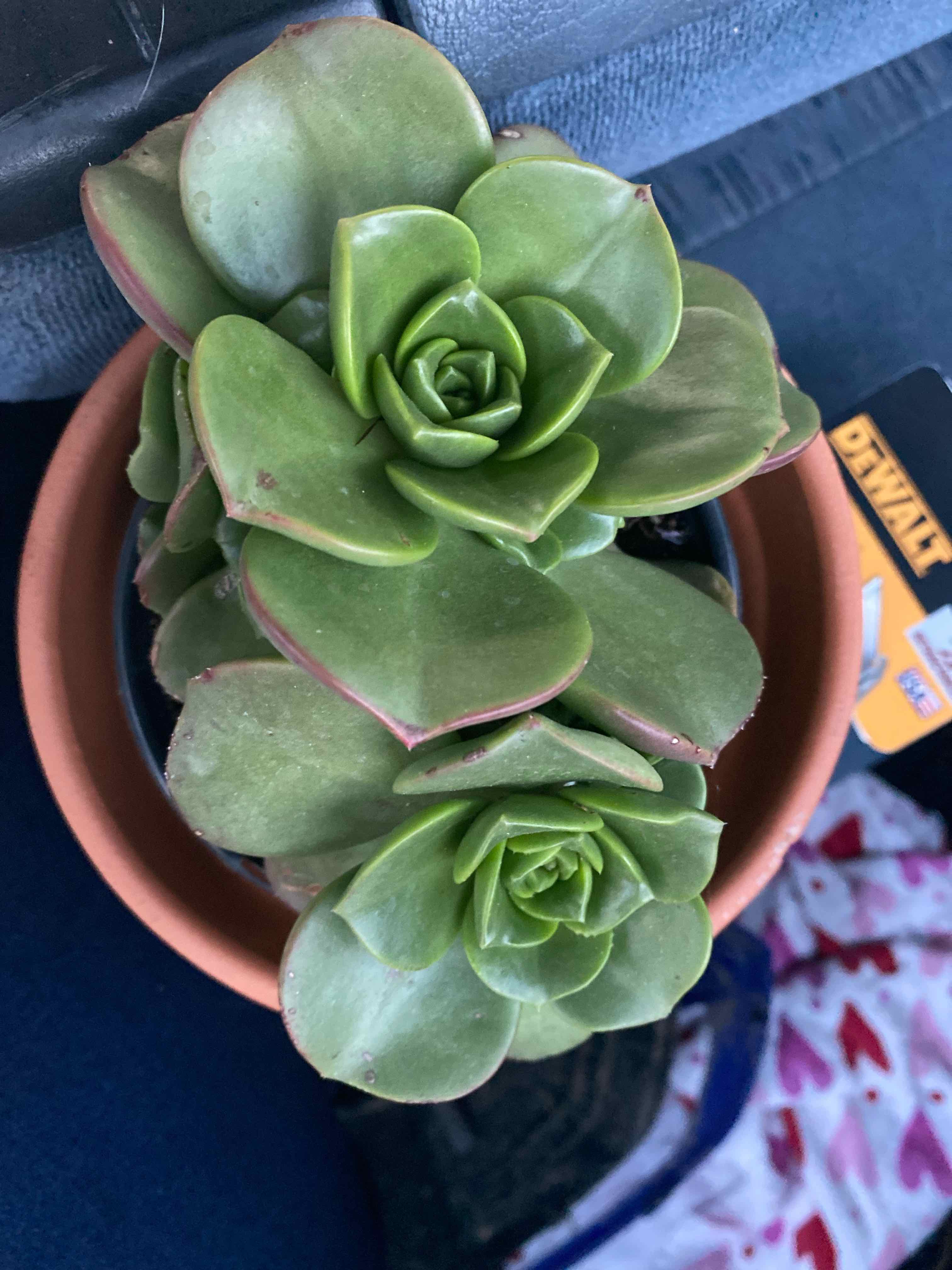 Healthy Aeonium 'Lily Pad' plant with green, fleshy leaves in a pot.