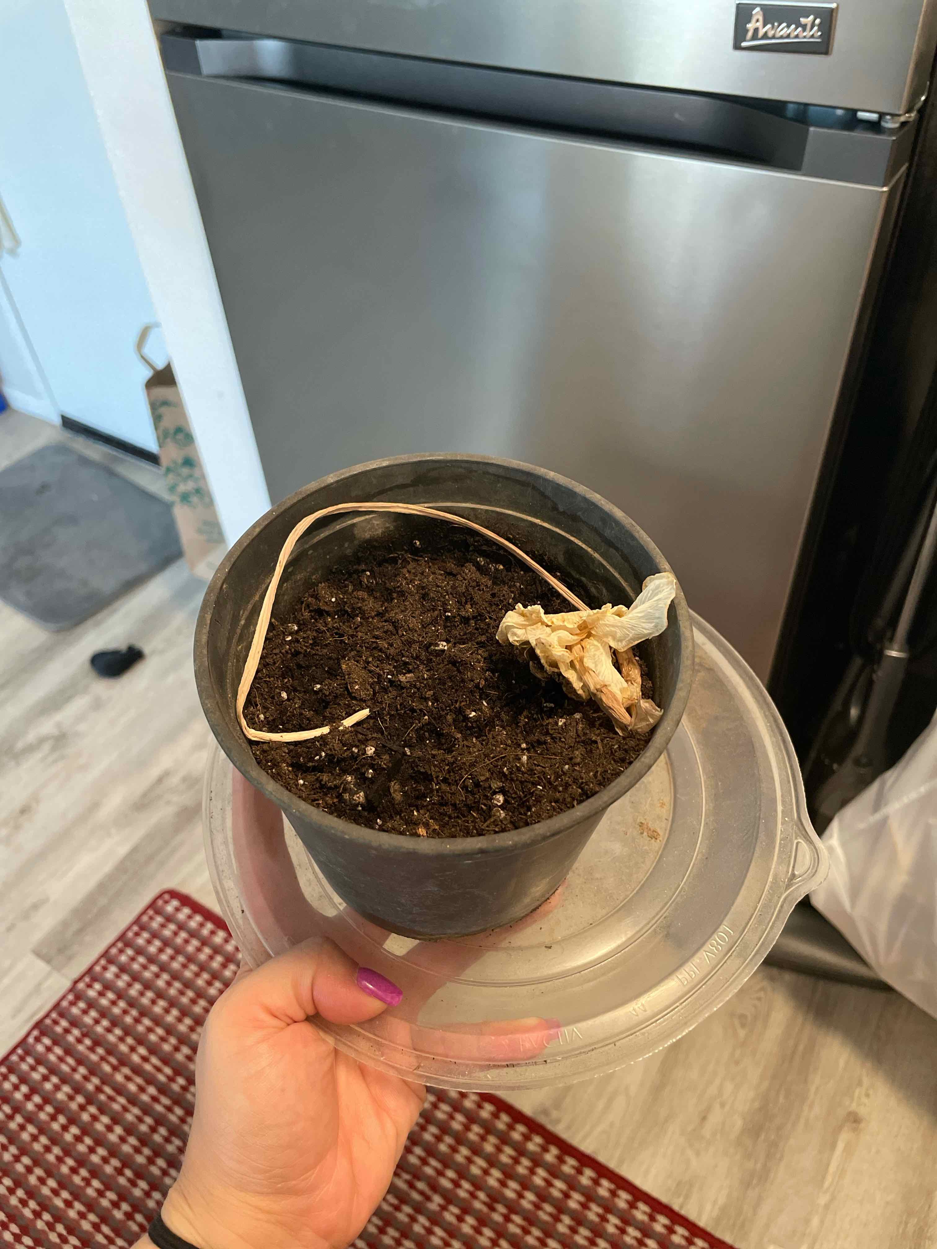 A potted daffodil plant with a dried stem and flower, held by a hand.