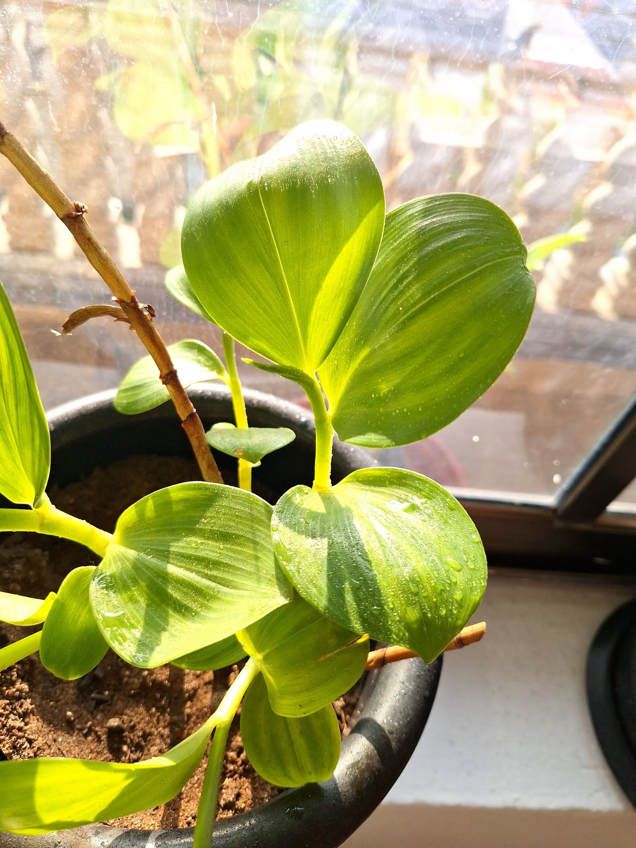 Photo of the plant species Philodendron eximium by @RestfulBlackgem named Cleopatra on Greg, the plant care app