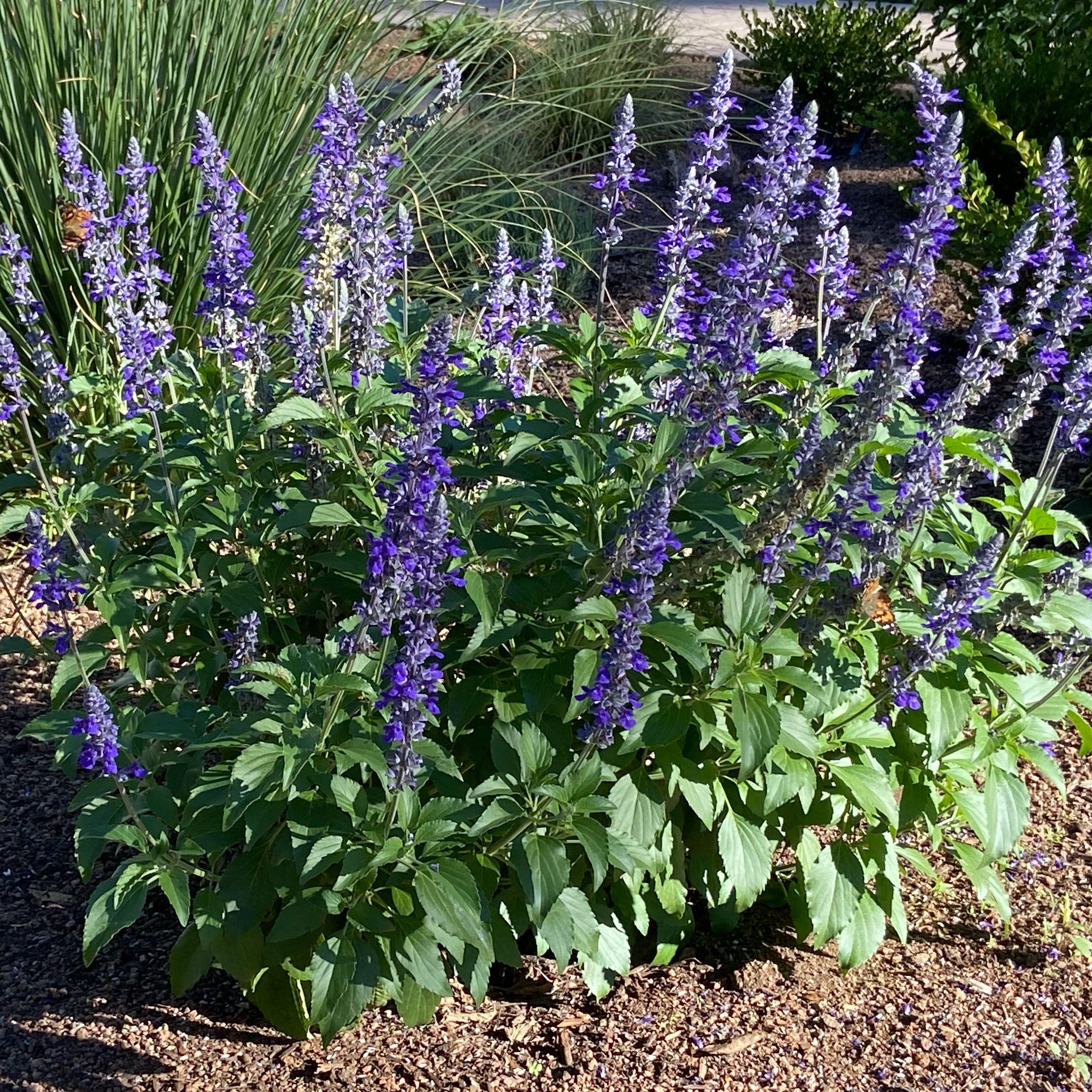 Photo of the plant species Mystic Spires Blue Salvia by @GoldenStarlotus named Ronaldo on Greg, the plant care app