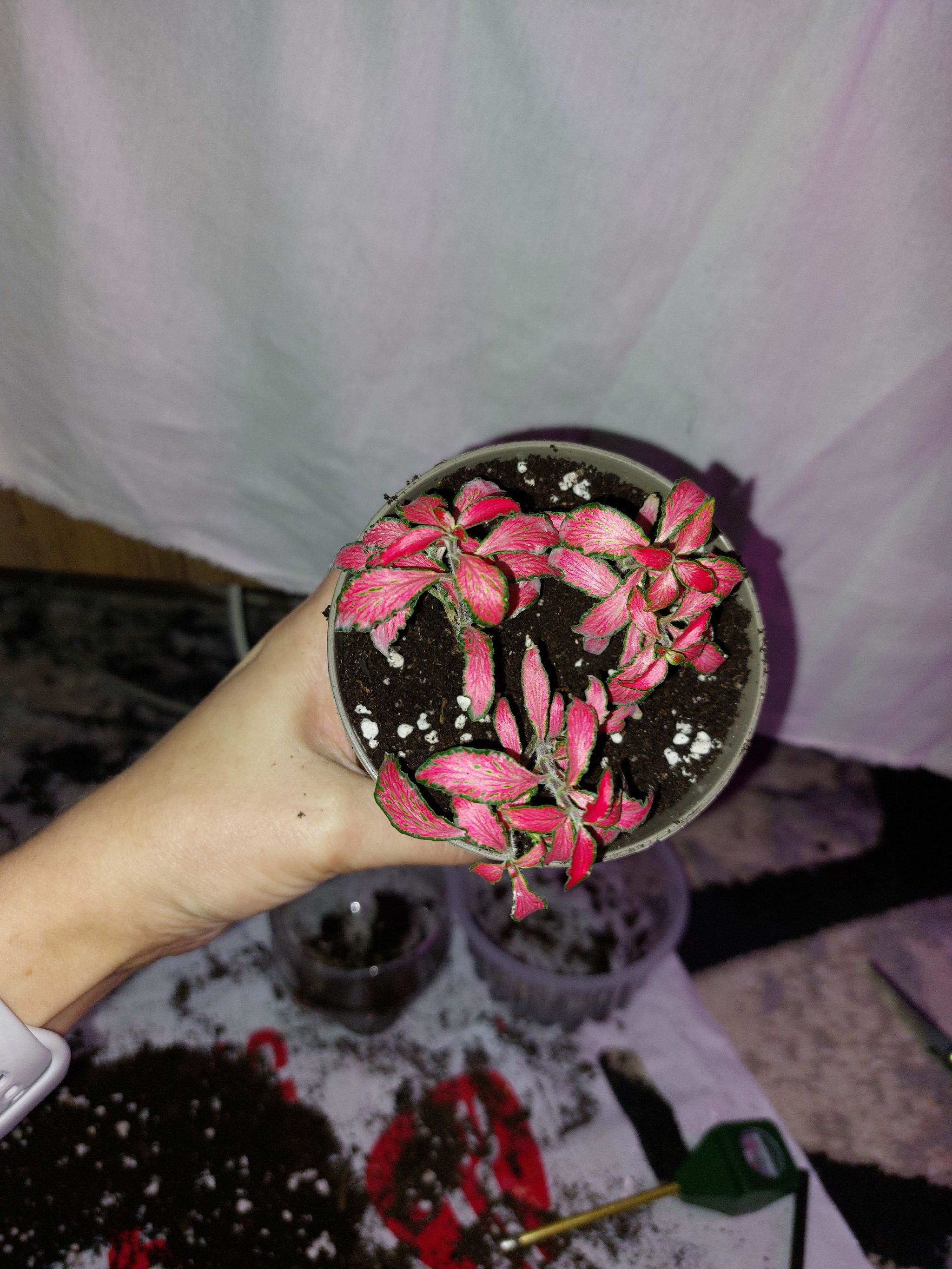 Photo of the plant species Nerve Plant Frankie by @SavvyExotichoya named Fittonica on Greg, the plant care app