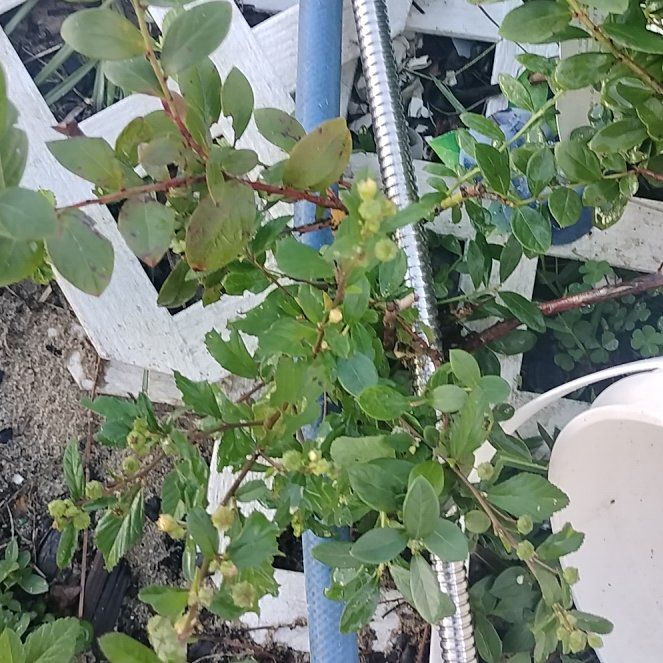Photo of the plant species Sunshine Blueberry by @RoundSpinysenna named Lavender on Greg, the plant care app