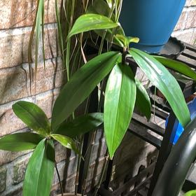 Photo of the plant species vietnamese coriander by @HeroineSalal90 named Aria on Greg, the plant care app