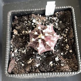 Photo of the plant species Living-Rock by @ModelBlue38 named Luna on Greg, the plant care app