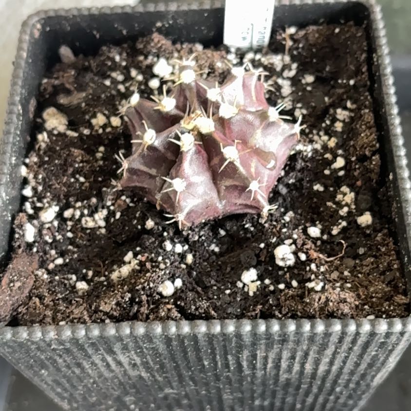 Photo of the plant species Living-Rock by @ModelBlue38 named ChloroPhil on Greg, the plant care app