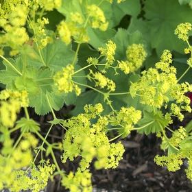 Photo of the plant species Lady's Mantle by @BoldSmallonion named Beckham on Greg, the plant care app