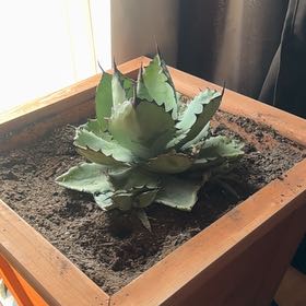 Photo of the plant species Agave titanota 'Black and Blue' by @ZingShrubalthea named Bella on Greg, the plant care app