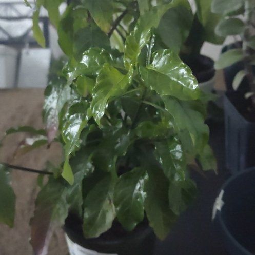 Photo of the plant species Crossandra 'Orange Marmalade' by @AwakeAnthurium named Terra on Greg, the plant care app
