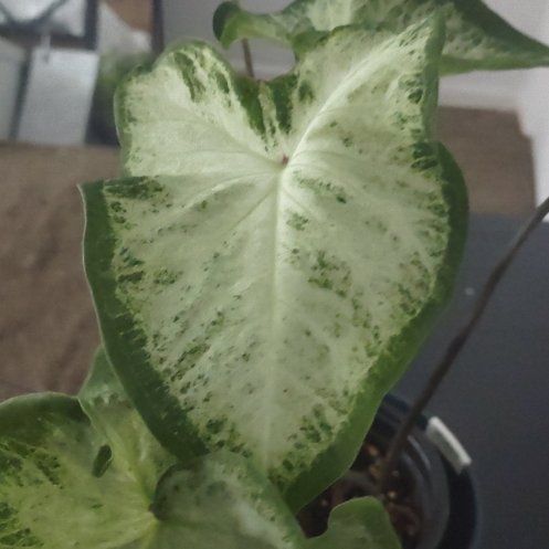 Photo of the plant species Caladium White Queen by @AwakeAnthurium named Dolores on Greg, the plant care app