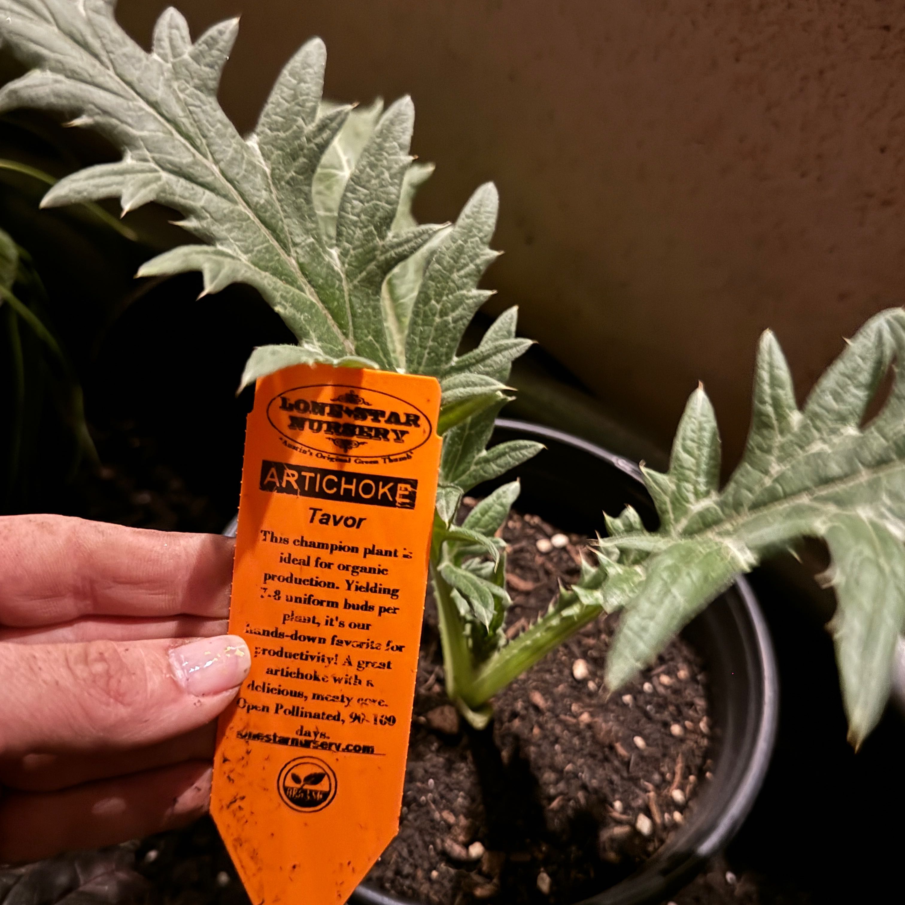 Photo of the plant species Globe Artichoke 'Tavor' by @SunnyPitayita named Miley on Greg, the plant care app