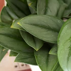 Photo of the plant species Sterling Silver by @ZestCapemay37 named Girlfrond on Greg, the plant care app
